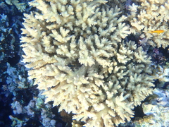 Acropora