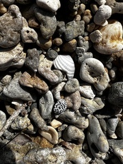 Nerita tessellata