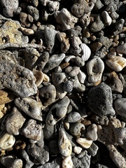 Nerita tessellata