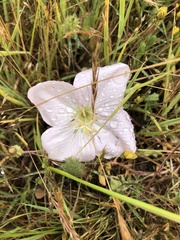 Oenothera acaulis