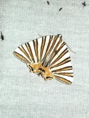Pityeja histrionaria