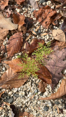 Eupatorium capillifolium