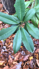 Photinia serratifolia
