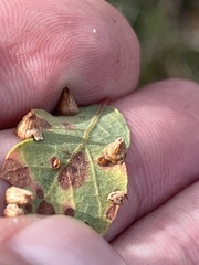 Neuroterus saltatorius