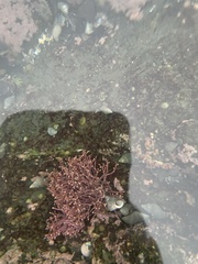 Calliarthron tuberculosum