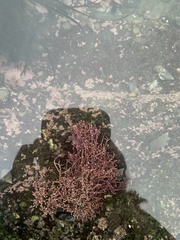 Calliarthron tuberculosum