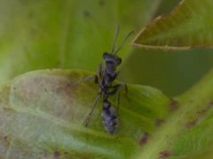 Pseudomyrmex gracilis
