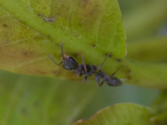 Pseudomyrmex gracilis