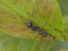Pseudomyrmex gracilis