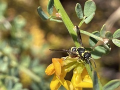 Parancistrocerus declivatus