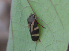 Deois flavopicta