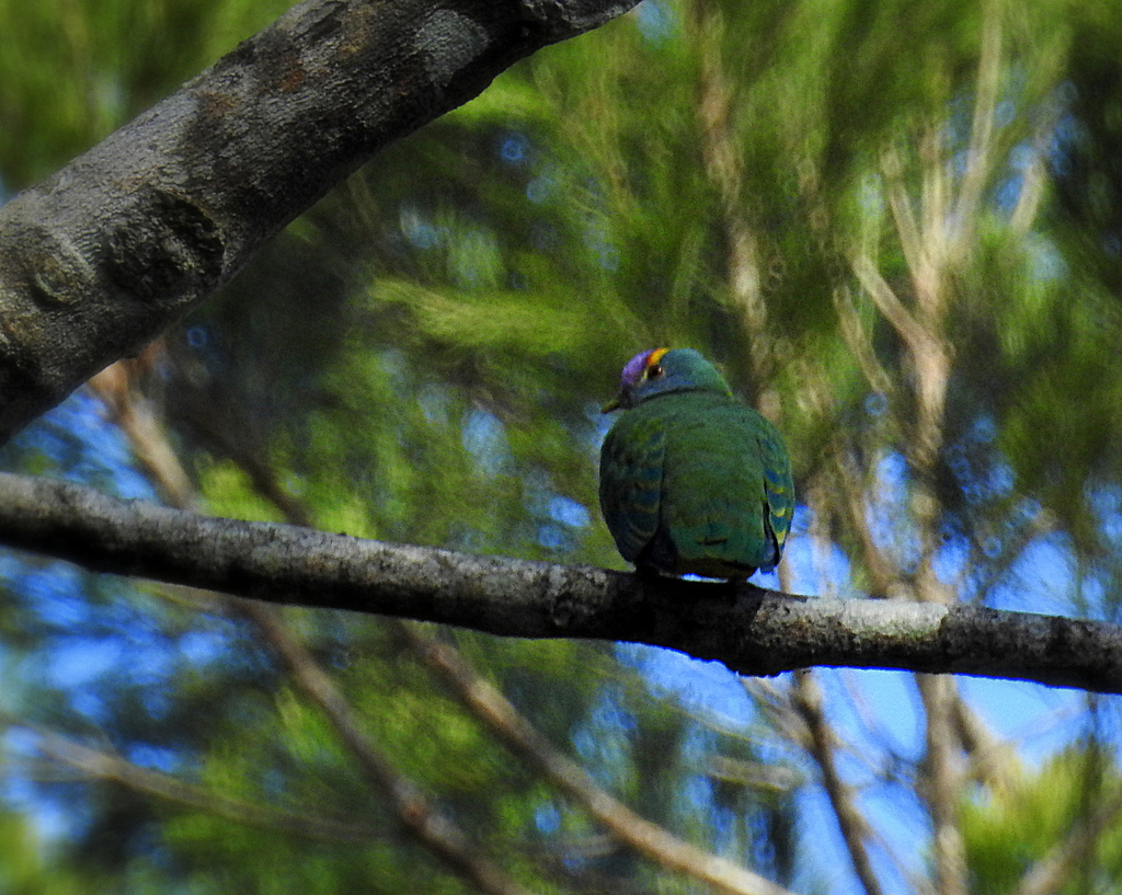 Coroneted Fruit-Dove