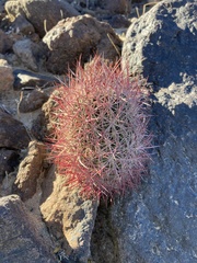 Echinomastus johnsonii