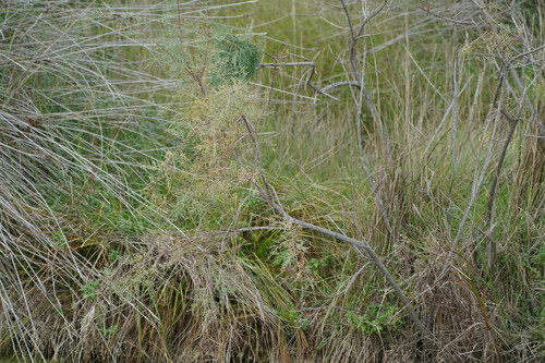Tamarix dalmatica, photograph 6