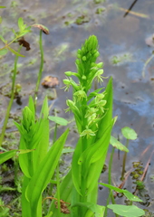 Habenaria repens