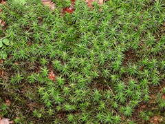 Polytrichum formosum