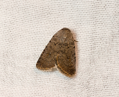 Caradrina flavirena