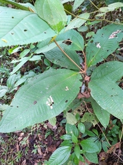 Miconia elata