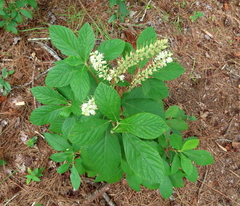 Clethra alnifolia