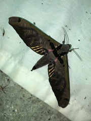 Adhemarius sexoculata