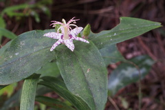Tricyrtis affinis