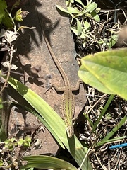 Podarcis siculus campestris