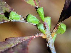 Spissistilus festinus