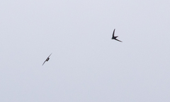 Panyptila cayennensis