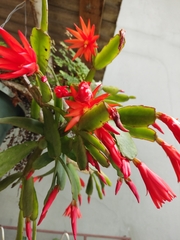 Schlumbergera truncata