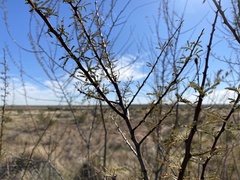 Vachellia vernicosa