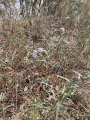 Symphyotrichum ascendens