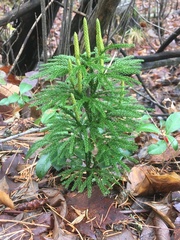 Dendrolycopodium