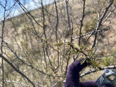Vachellia vernicosa