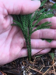 Dendrolycopodium