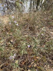 Symphyotrichum ascendens