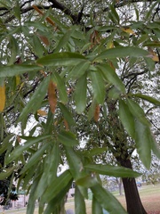 Quercus phellos