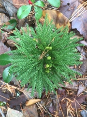 Dendrolycopodium