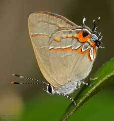 Electrostrymon guzanta