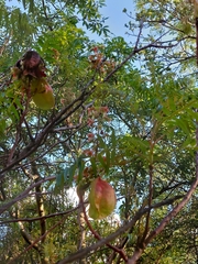 Erythrophysa transvaalensis