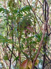 Erythrophysa transvaalensis