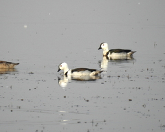 Nettapus coromandelianus