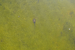 Hyla sarda