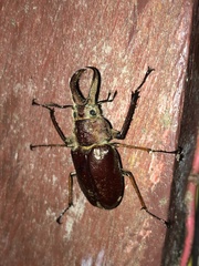 Sphaenognathus feisthamelii