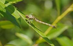 Paragomphus genei