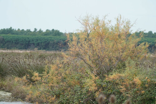 Tamarix dalmatica, photograph 5