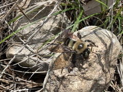 Xylocopa virginica texana