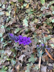 Linaria purpurea