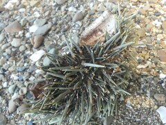 Evechinus chloroticus