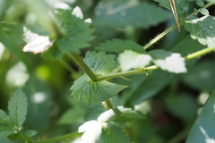 Agrimonia pilosa japonica