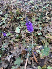 Linaria purpurea